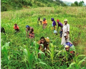 La diffusion de techniques d’intensification agricole et d’agriculture durable