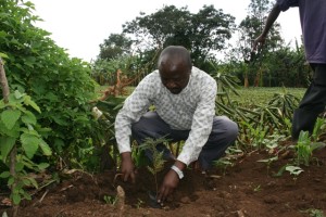 Le chef de groupement fait la démonstration de la plantation